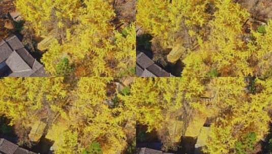 秋天乡村金黄的银杏林高清在线视频素材下载