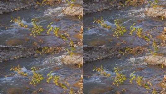 清澈的深山河流流水高清在线视频素材下载