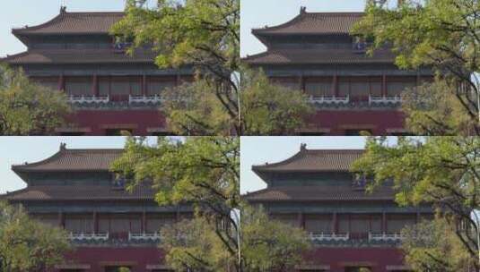 北京秋天秋季秋色黄叶红叶高清在线视频素材下载