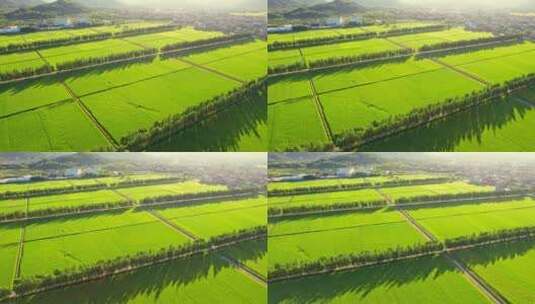 生态农业稻田日出光影高清在线视频素材下载