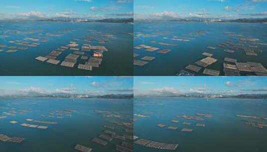 航拍深圳湾香港生蚝养殖场高清在线视频素材下载