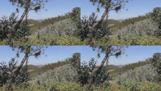 有松树的葡萄牙山丘高清在线视频素材下载