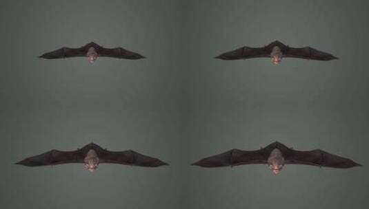 夜行动物 蝙蝠 3D动画 小菊头蝠 超声波高清在线视频素材下载