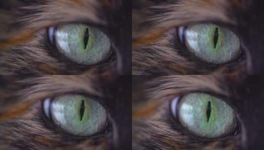 猫的眼睛高清在线视频素材下载