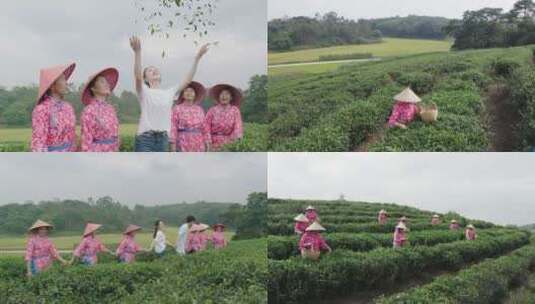 采茶姑娘和茶农一起在茶山采摘茶叶高清在线视频素材下载