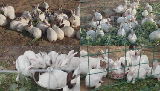 实拍兔子养殖高清在线视频素材下载