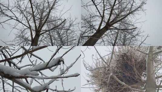 树枝上的雪合集视频高清在线视频素材下载