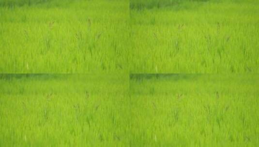 绿色稻田里的杂草高清在线视频素材下载