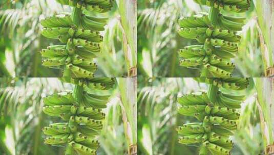 香蕉种植园高清在线视频素材下载