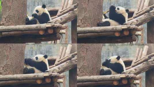成都大熊猫繁育研究基地树上吃竹子的大熊猫高清在线视频素材下载