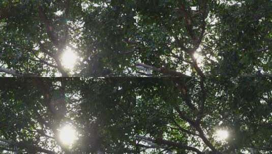 阳光穿过树叶风吹树叶唯美逆光榕树叶太阳光高清在线视频素材下载