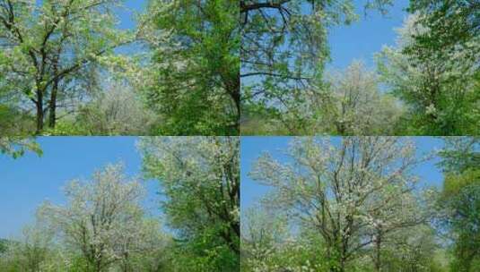 春天树林森林 仰拍树荫 梨花 阳光树林高清在线视频素材下载
