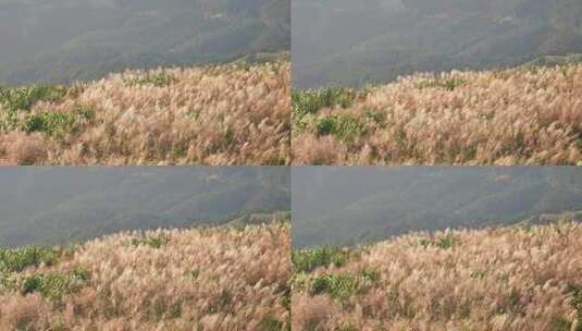 福建漳州平和大芹山风吹芦苇风光高清在线视频素材下载