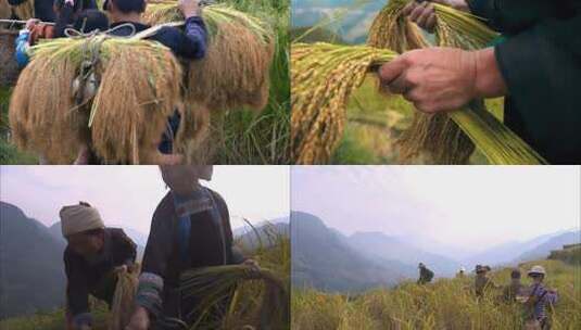 实拍梯田水稻收割视频素材高清在线视频素材下载