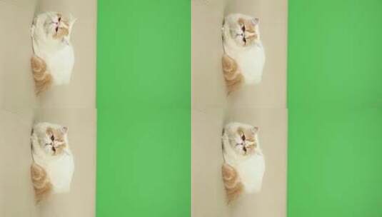 加菲猫 沙发 绿幕 抠像高清在线视频素材下载
