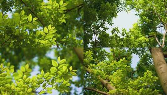 春天夏天树上枝繁叶茂高清在线视频素材下载