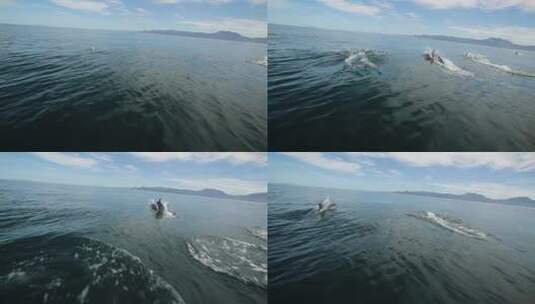 一群跳跃的海豚高清在线视频素材下载
