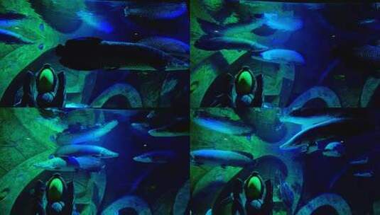 巨骨舌鱼 海洋馆 水族馆 海底世界高清在线视频素材下载
