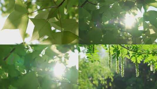 阳光透过树叶叶子高清在线视频素材下载