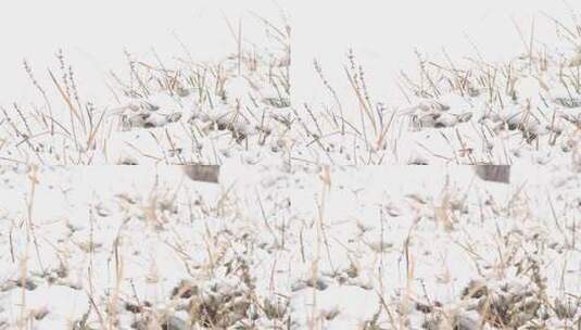 积雪中的枯草高清在线视频素材下载