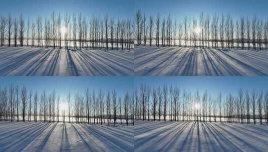 冬季农垦农田防风林带杨树林雪景高清在线视频素材下载