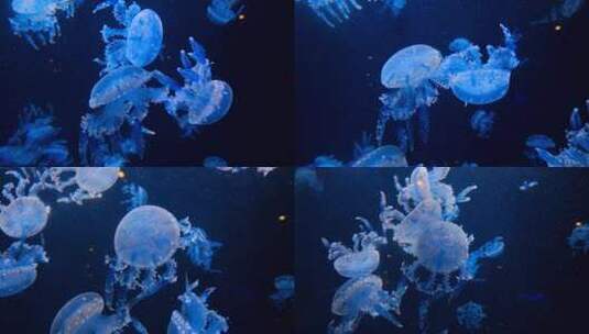 水母 海底世界 海洋馆 水族馆高清在线视频素材下载