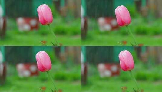 在雨里含苞待放的花骨朵高清在线视频素材下载