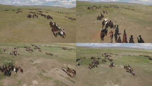 蒙古草原上奔跑的骏马高清在线视频素材下载