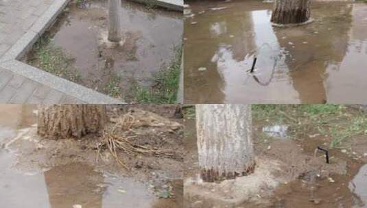 城市树木自动浇灌水管高清在线视频素材下载