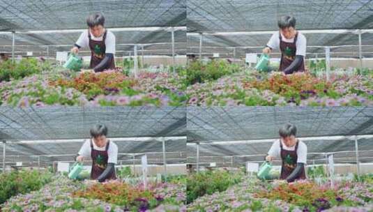 4k花卉种植基地鲜花高清在线视频素材下载