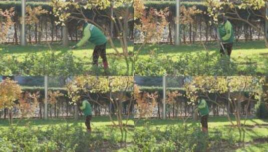 城市园林绿化工人高清在线视频素材下载