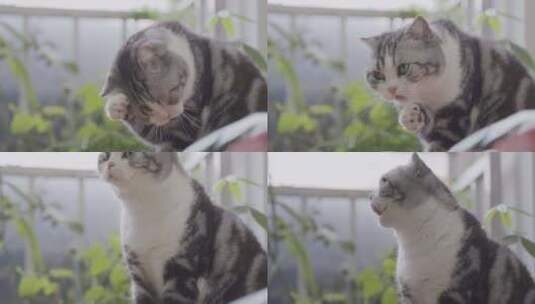 窗台一只可爱的宠物猫高清在线视频素材下载