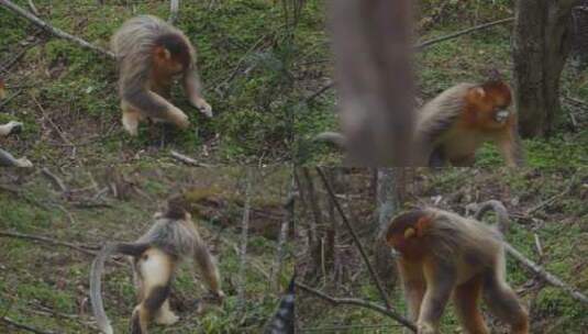 神龙架保护区金丝猴高清在线视频素材下载