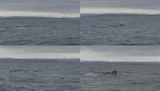 北海观鲸-鲸鱼高清在线视频素材下载