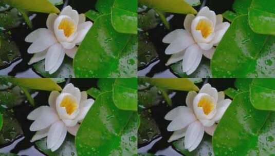 雨中盛开的唯美白色睡莲高清在线视频素材下载