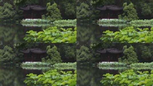 杭州西湖十景曲院风荷初夏风光高清在线视频素材下载