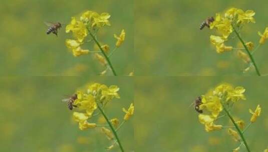 春天油菜花蜜蜂采蜜高清在线视频素材下载