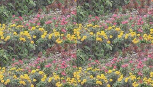 微风吹动花朵  夏天景色高清在线视频素材下载