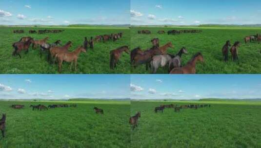 青草地上的马群高清在线视频素材下载