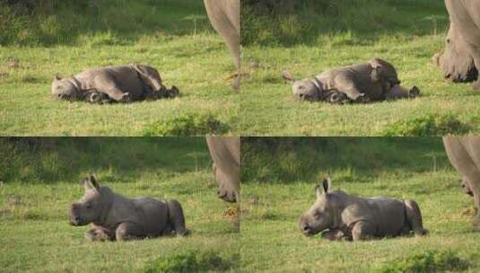 一只小犀牛在睡梦中踢腿，然后惊醒的有趣片段。高清在线视频素材下载