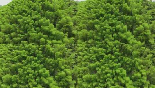 浙江湖州安吉竹海竹林竹山航拍高清在线视频素材下载