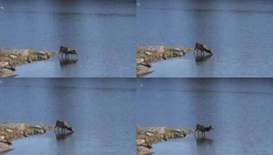 小鹿站在湖中喝水高清在线视频素材下载
