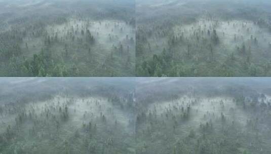 航拍黎明云雾迷漫的梦幻森林高清在线视频素材下载
