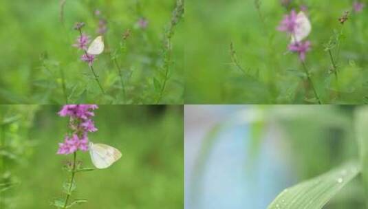 昆虫植物写意夏日温馨文艺日系小清新夏天高清在线视频素材下载
