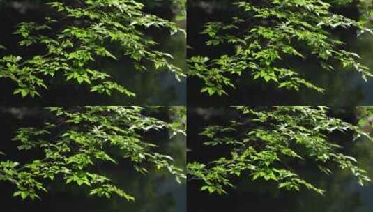 4K夏天植物空镜简约实拍视频高清在线视频素材下载