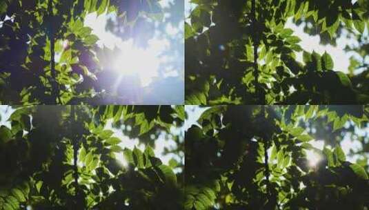 阳光穿过树叶绿叶高清在线视频素材下载