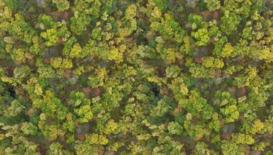 俯拍大兴安岭五彩森林湿地风景秋色高清在线视频素材下载