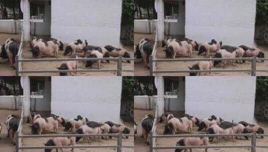 猪圈里的一群母猪小猪高清在线视频素材下载