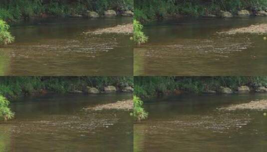 大山里的小溪河流河滩流水唯美生态高清在线视频素材下载