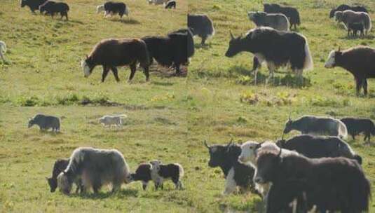 草原羊群牛群吃草放牧新疆内蒙4K高清在线视频素材下载